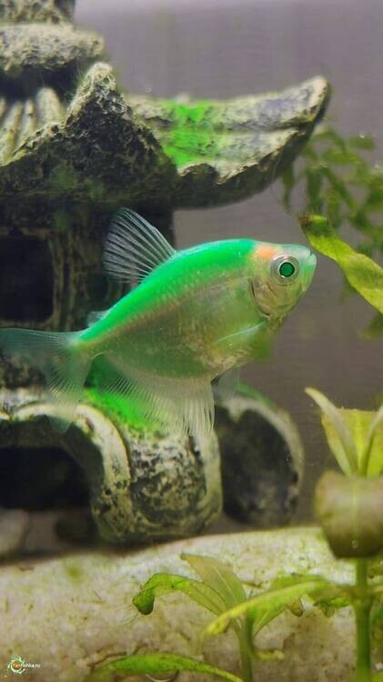 Тернеция с зелеными глазами.jpeg