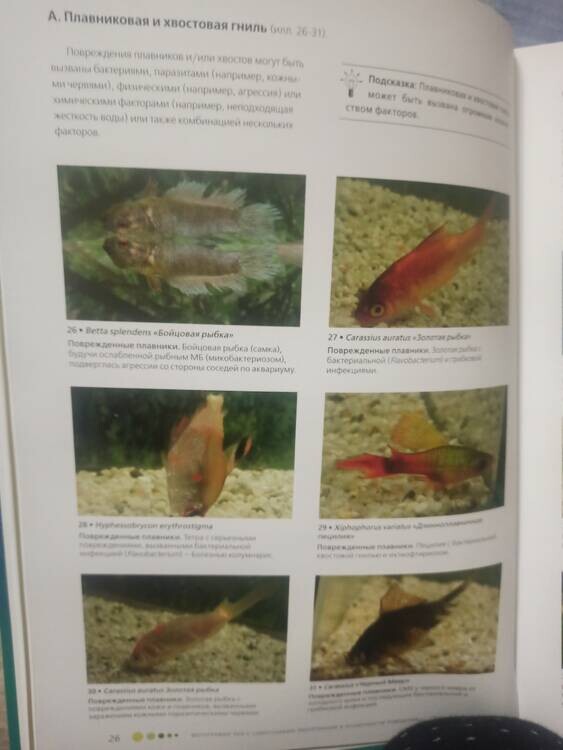 Плавниковая_гниль.jpg