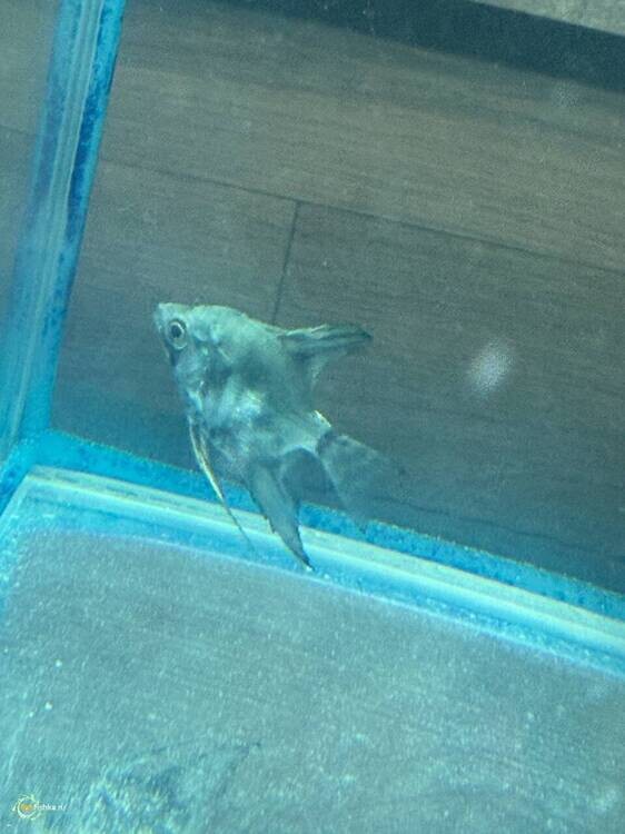 аквариум 20.2.jpg