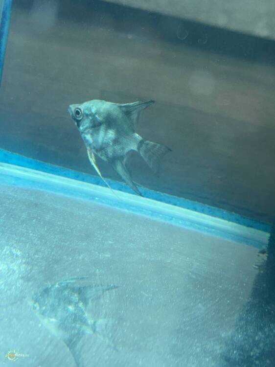 аквариум 20.jpg