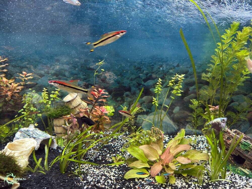 аквариум 220. 1.jpg