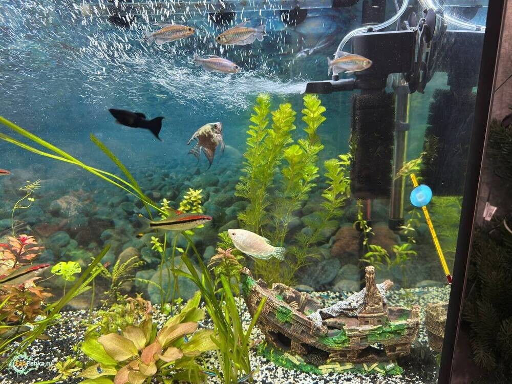 аквариум 220. 3.jpg