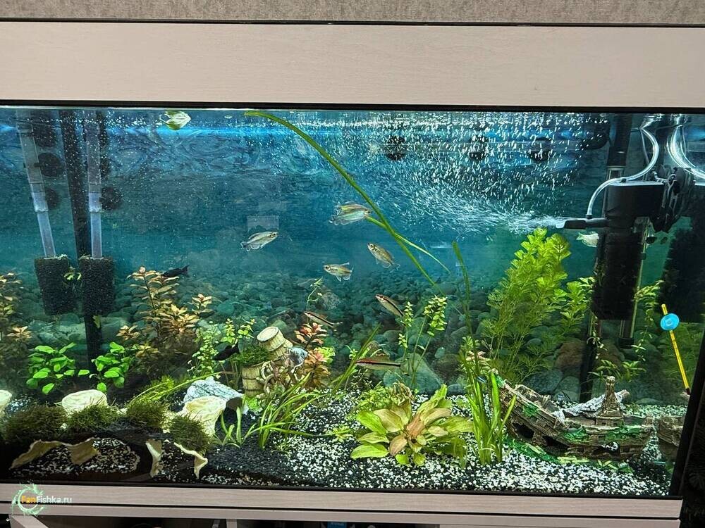 аквариум 220.jpg