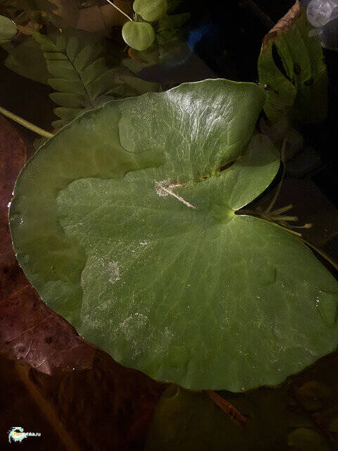 IMG-7694.jpg