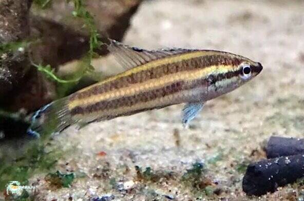 image.jpg.a2d45462543e31f2bdae25a6eabbf04c.jpg