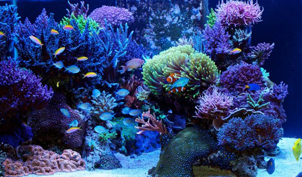 Морской аквариум у вас дома! С чего начать и сколько стоит?