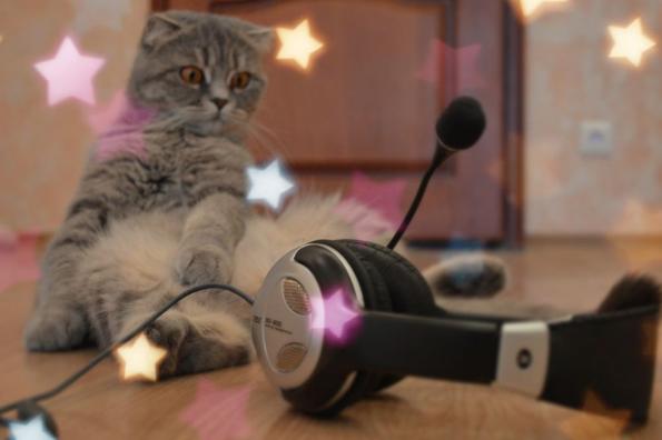 кот слушает музыку