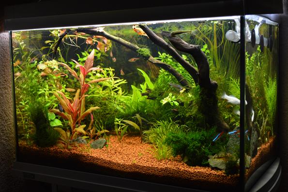 запущенный аквариум с растениями