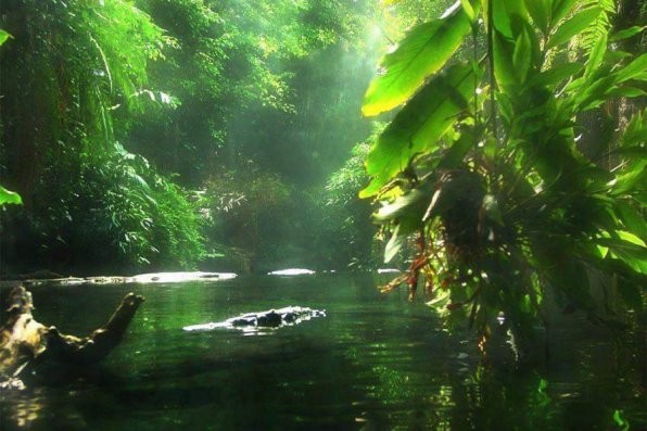 биотоп амазонки