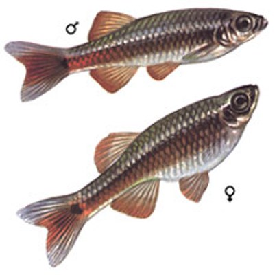 Рыбка кардинал самец и самка