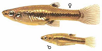 рыбка формоза самец и самка