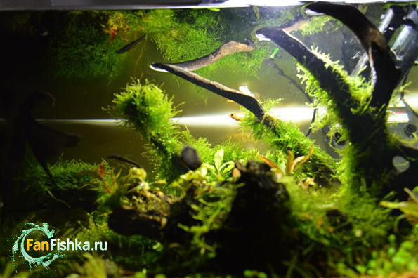 аквариум с мхами