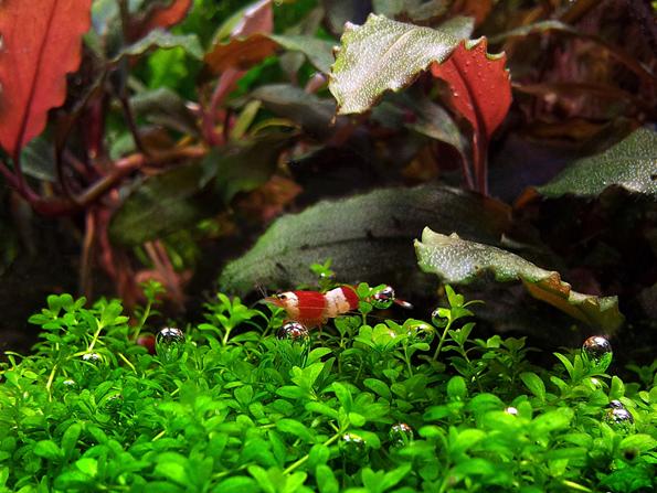 Почвопокровные низкорослые аквариумные растения 