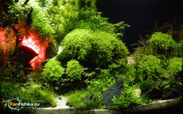 Секреты фильтрации аквариума с растениями