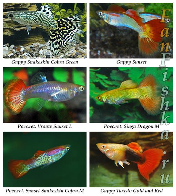 Гуппи аквариумные фото с названиями и описанием