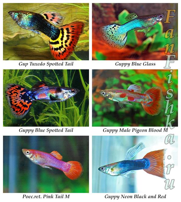 Гуппи аквариумные виды с фото и названиями