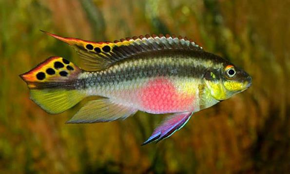 Разновидности аквариумных рыбок с названиями экзотическая красота