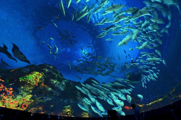 Cамый большой океанариум в Южной Корее - аквариум Aqua Planet