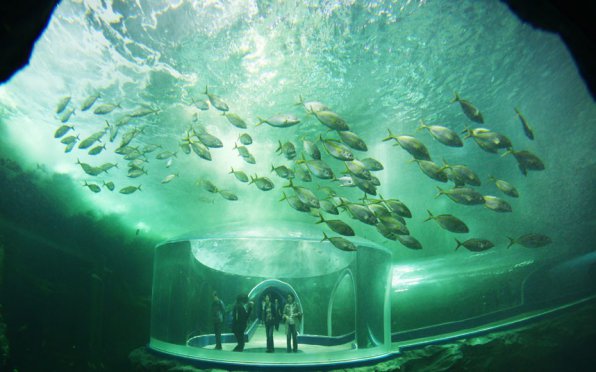 Cамый большой океанариум в Южной Корее - аквариум Aqua Planet
