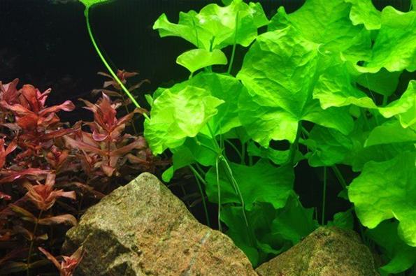 Нимфоидес флиппер – прекрасное аквариумное растение!