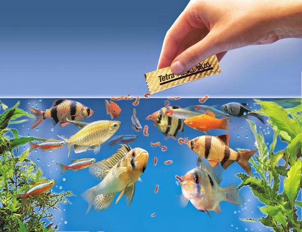 Чем кормить аквариумных рыбок: советы, рекомендации!