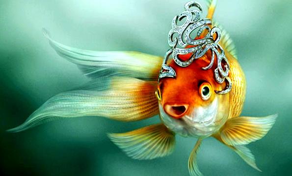 Different Types of Goldfish Species