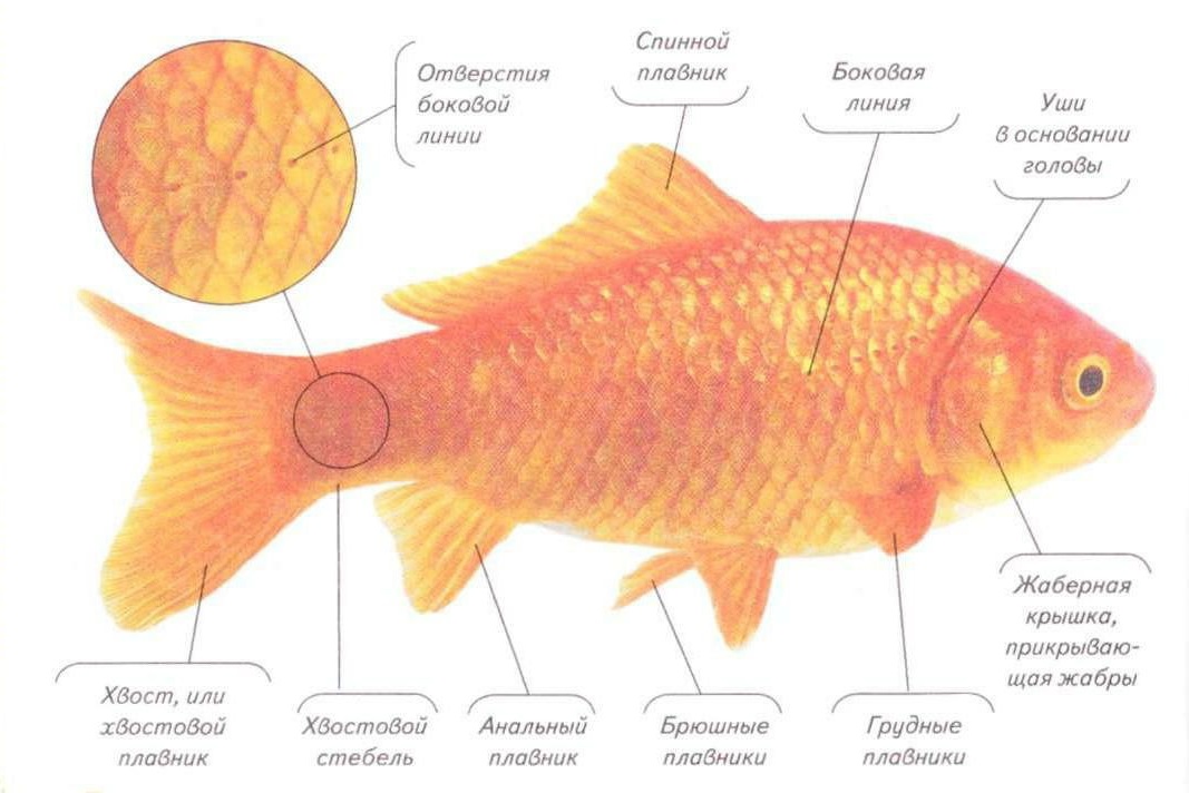 Как отличить самку. Золотая рыбка самец и самка. Внешнее строение аквариумной рыбы. Внутреннее строение аквариумной рыбки. Внешнее строение золотой рыбки.