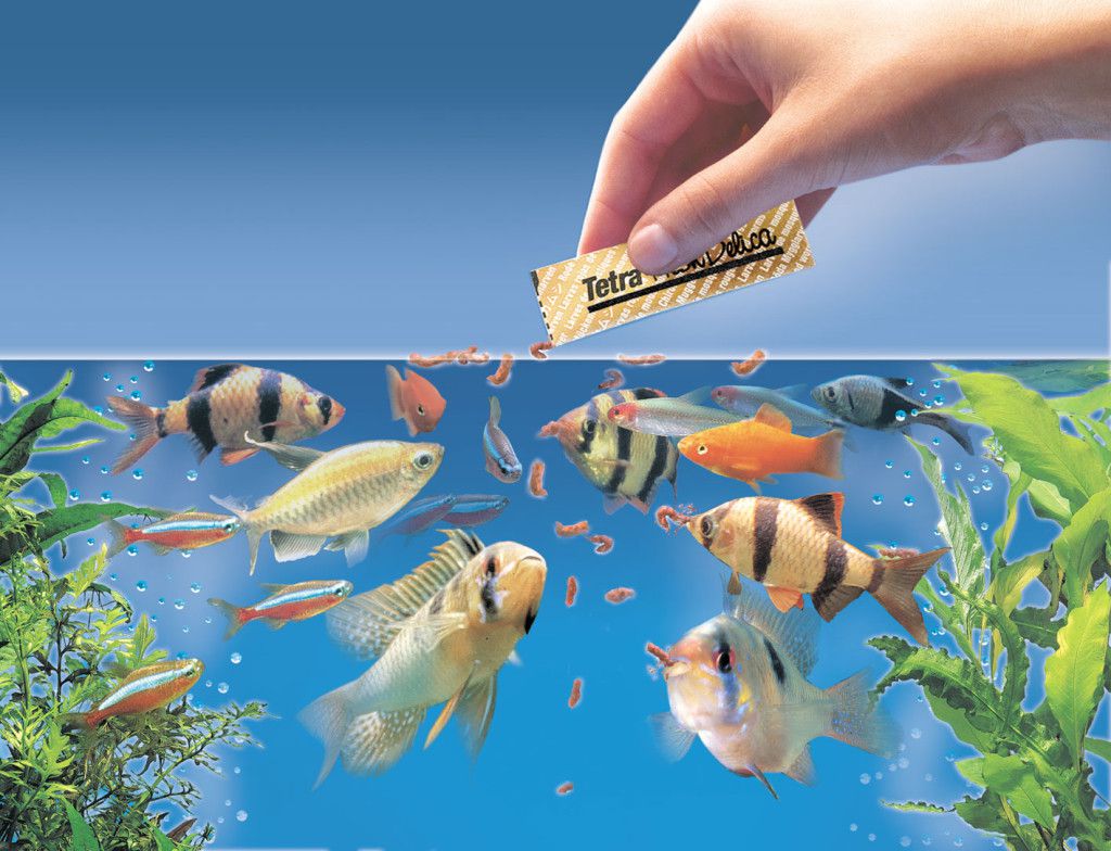 Сколько кормить аквариумных рыбок: рекомендации, советы, практика