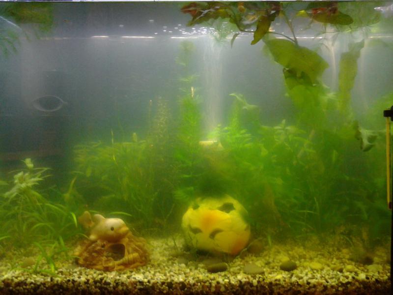 Мутный аквариум: от чего и почему мутнеет вода, что делать?
