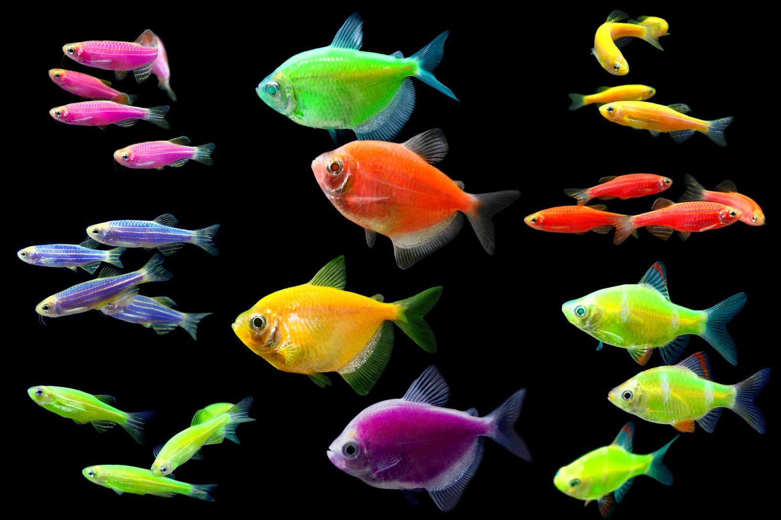 разноцветные рыбки название
