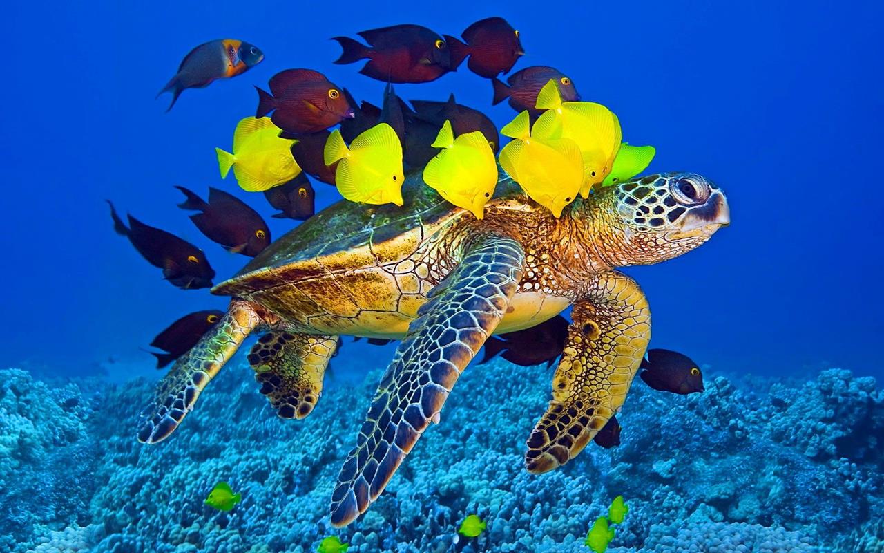 Правильный аквариум для красноухой черепахи должен быть безопасным