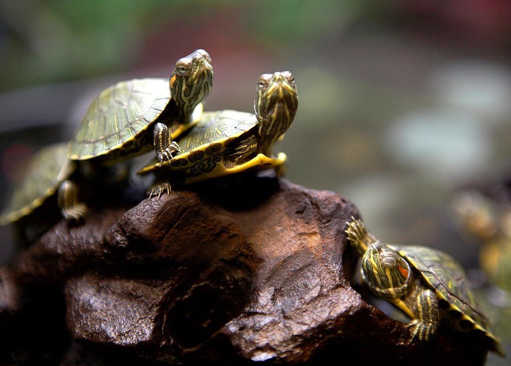 Как обустроить акватеррариум для черепахи