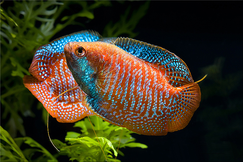Популярные аквариумные рыбки: названия, фото-видео обзор