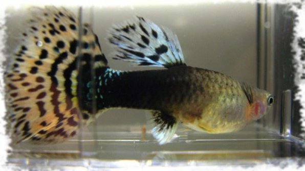 рыбки гуппи в аквариуме. мальки гуппи. может ли гуппи съесть гуппи. может ли гуппи съесть гуппи. рыба гуппи poecilia reticulata.