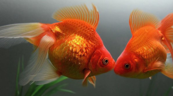 Как размножаются золотые рыбки в аквариуме, видео