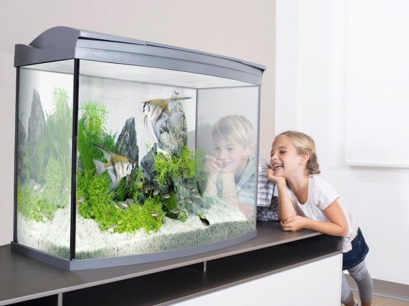 Какой аквариум лучше выбрать?
