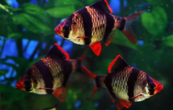 Популярные аквариумные рыбки