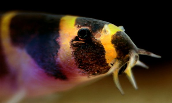 Рыбки змейки для аквариума – вьюн акантофтальмус