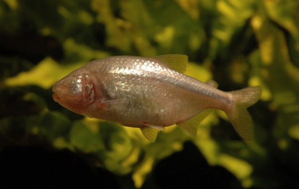 Астианакс - слепая рыбка