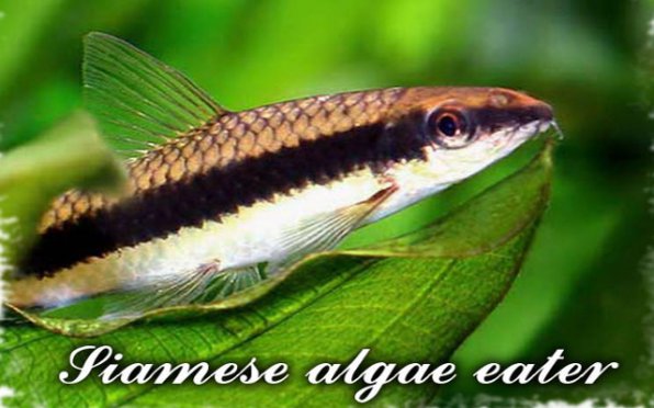 Сиамский водорослеед совместимость с другими рыбками
