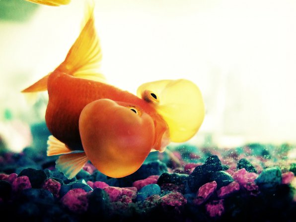 Водяные глазки - порода золотой рыбки