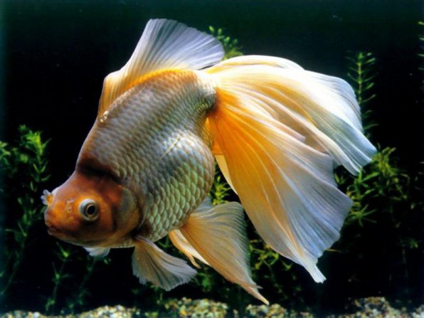Гирошима – золотая рыбка