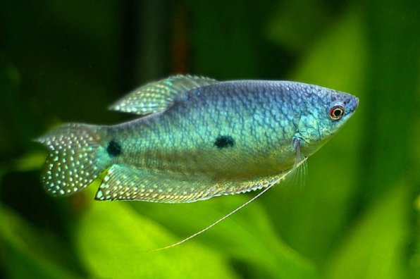 Гурами голубой фото лабиринтовой рыбки