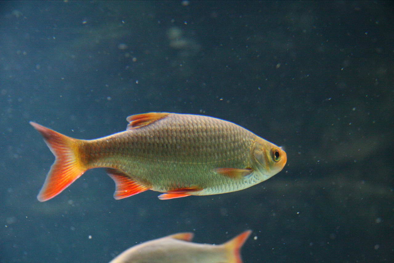 Красноперка - аквариумная рыбка