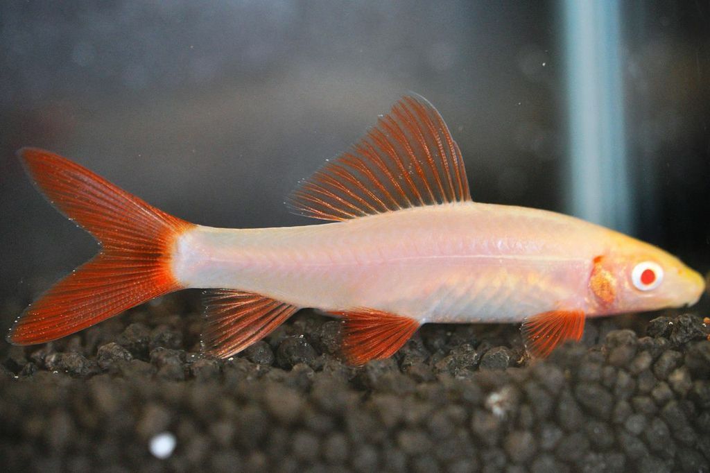 Картинка с форума