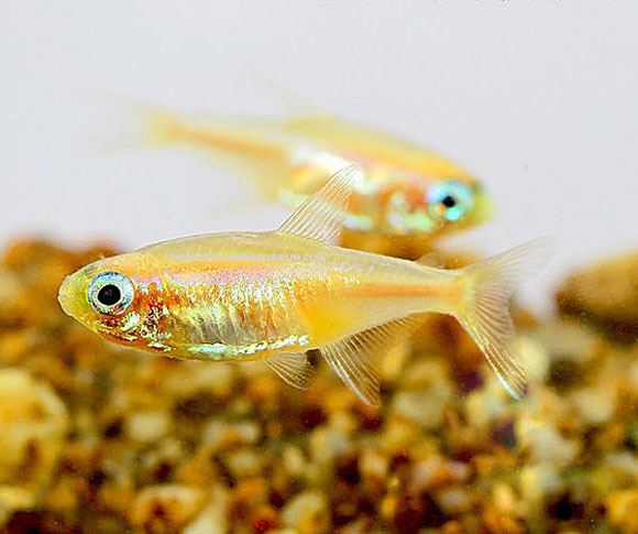 Неон золотой рыбка: содержание, совместимость, фото обзор