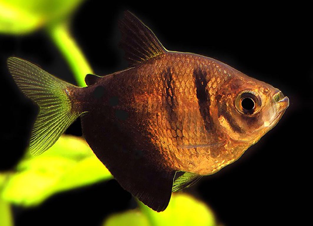 Рыбка Тернеция: разведение и размножение в аквариуме