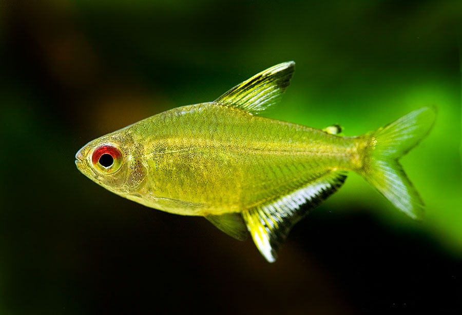 Тетра бел. Hyphessobrycon pulchripinnis. Пульхрипиннис аквариумная рыбка. Тетра лимонная рыбка. Тетра лимонная рыбка аквариумная.