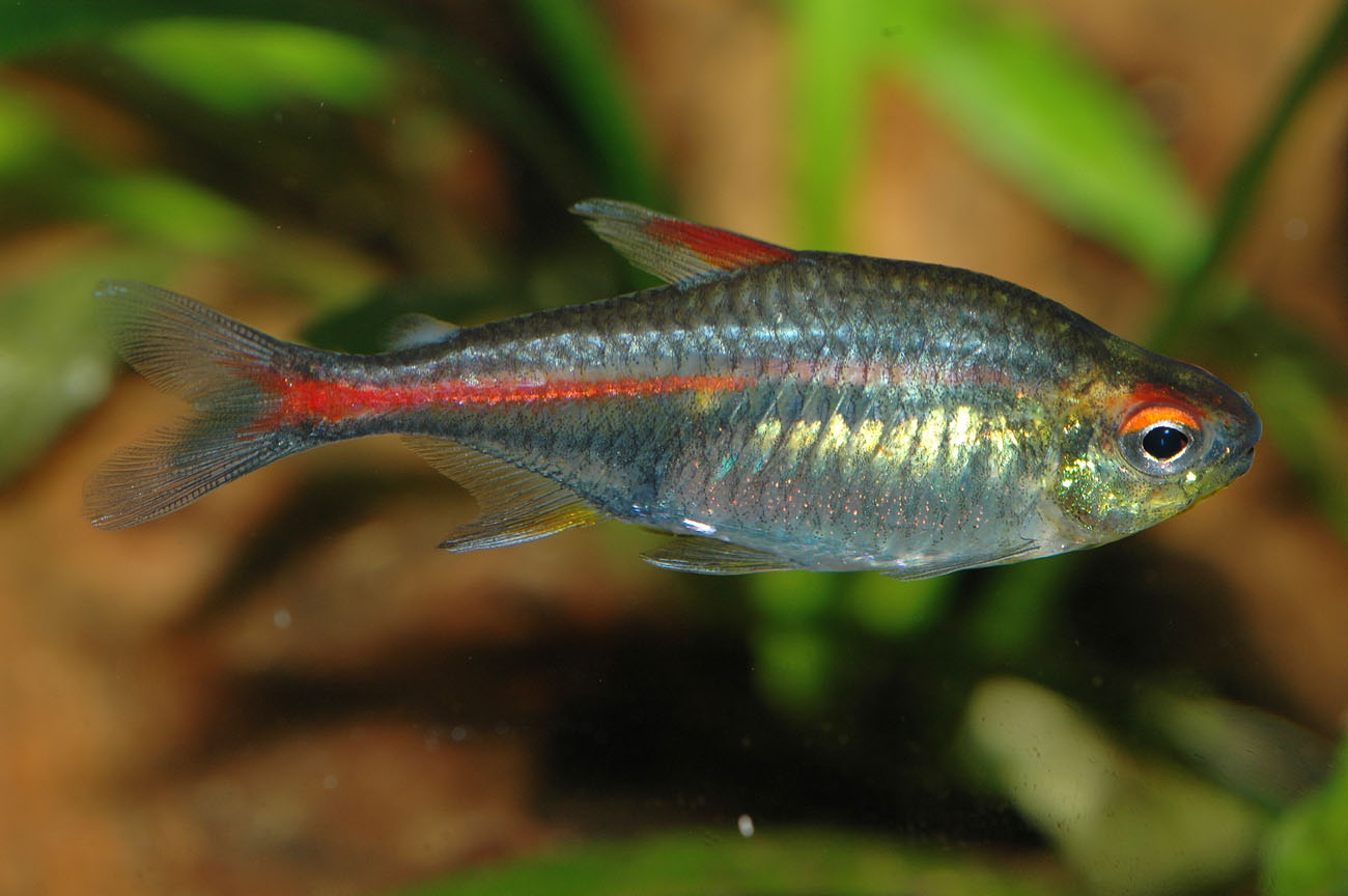 Аквариумные рыбки на т. Тетра Светлячок эритрозонус. Рыба Светлячок эритрозонус. Эритрозонус аквариумная рыбка. Эритрозонус рыбка.
