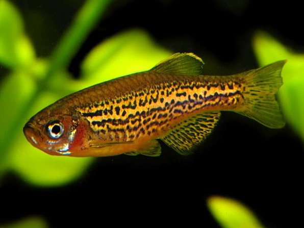 Рыбки данио для нано аквариума